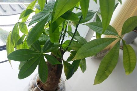 招财树叶子一碰就掉，怎么补救？