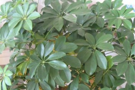 招财树叶子一碰就掉，怎么补救？