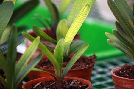 君子兰用什么水浇最好，多长浇一次水？