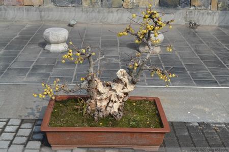 腊梅盆栽的养殖办法，几年能开花？