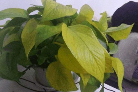 绿萝叶子发黄怎么补救，要剪掉吗？