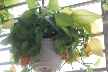 绿萝叶子发黄怎么补救，要剪掉吗？