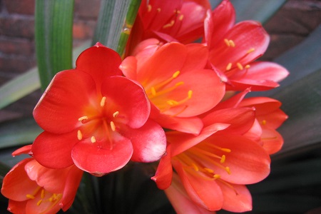 晚上适合放卧室的植物有哪些，绿萝吊兰栀子花……真的可以吗？