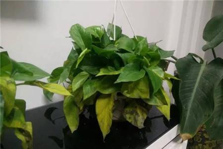 绿萝叶子发黄怎么补救，要剪掉吗？