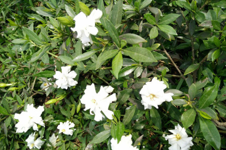 晚上适合放卧室的植物有哪些，绿萝吊兰栀子花……真的可以吗？