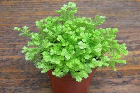 晚上适合放卧室的植物有哪些，绿萝吊兰栀子花……真的可以吗？