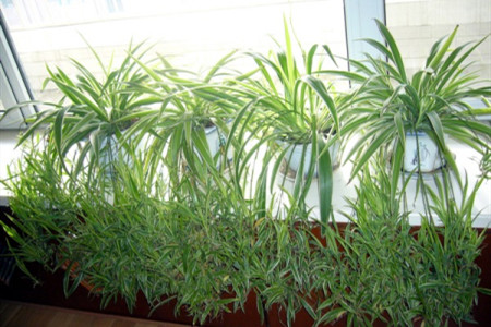 晚上适合放卧室的植物有哪些，绿萝吊兰栀子花……真的可以吗？