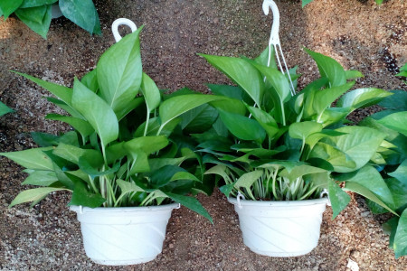 晚上适合放卧室的植物有哪些，绿萝吊兰栀子花……真的可以吗？