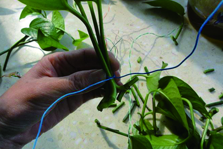 绿萝叶子剪了还能活吗，光杆还能长叶子吗？