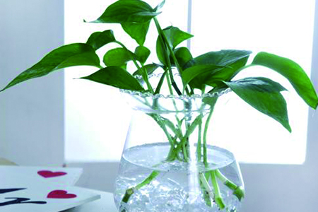 绿萝叶子剪了还能活吗，光杆还能长叶子吗？