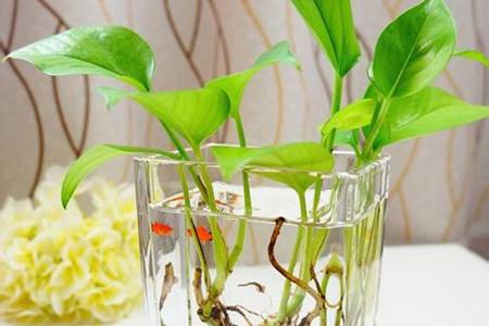 绿萝叶子剪了还能活吗，光杆还能长叶子吗？