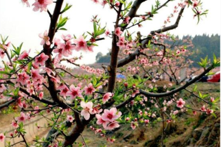 十大镇宅辟邪的植物，哪些可以盆栽在家养？