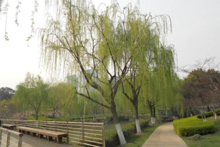 十大镇宅辟邪的植物，哪些可以盆栽在家养？