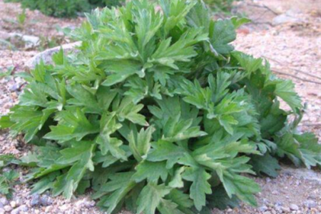 十大镇宅辟邪的植物，哪些可以盆栽在家养？