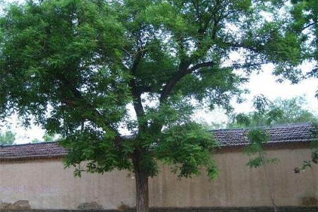 十大镇宅辟邪的植物，哪些可以盆栽在家养？