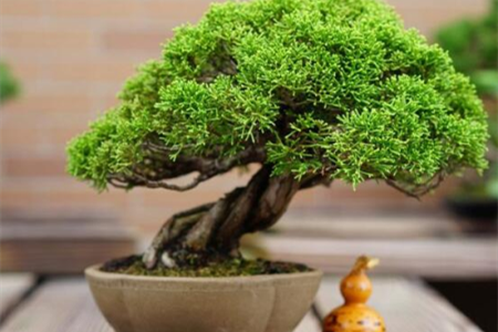 十大镇宅辟邪的植物，哪些可以盆栽在家养？