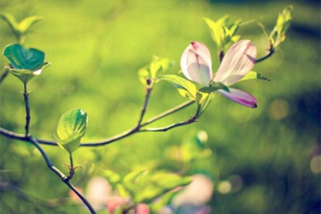 十大镇宅辟邪的植物，哪些可以盆栽在家养？