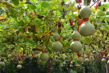 十大镇宅辟邪的植物，哪些可以盆栽在家养？