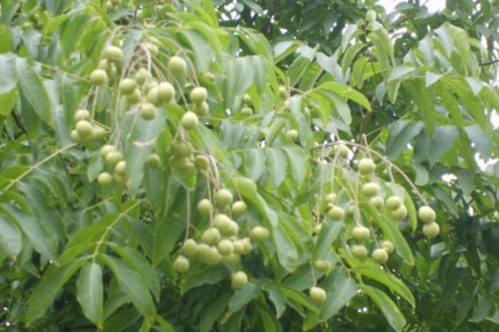 十大镇宅辟邪的植物，哪些可以盆栽在家养？