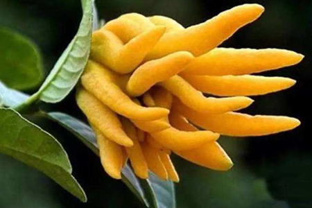 十大镇宅辟邪的植物，哪些可以盆栽在家养？