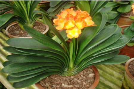 十大镇宅辟邪的植物，哪些可以盆栽在家养？