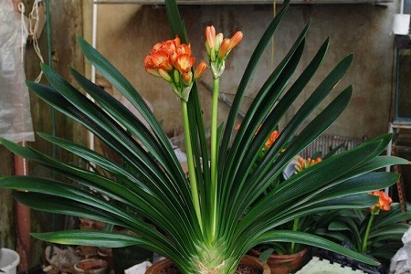 十大镇宅辟邪的植物，哪些可以盆栽在家养？