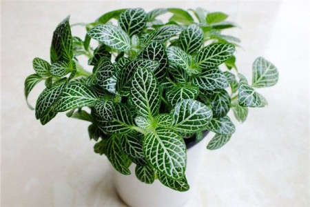 网纹草可以放卧室吗，有毒吗？