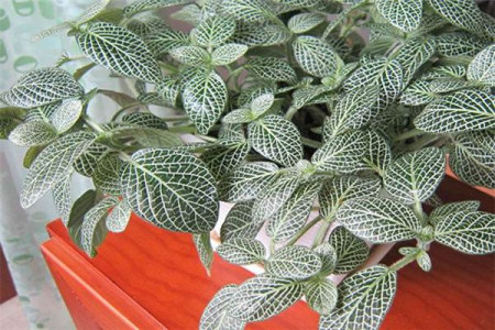 网纹草可以放卧室吗，有毒吗？