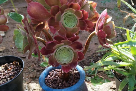 多肉韶羞法师怎么种植，什么时候出状态？