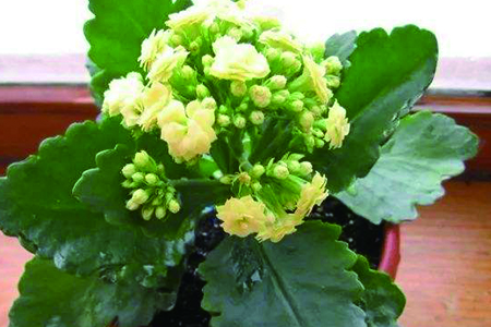 长寿花移栽后，叶子发软变薄解决办法？