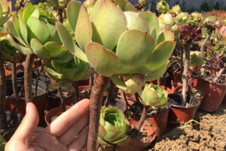 韶羞法师怎么扦插，生长特点是啥？