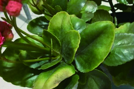 长寿花移栽后，叶子发软变薄解决办法？