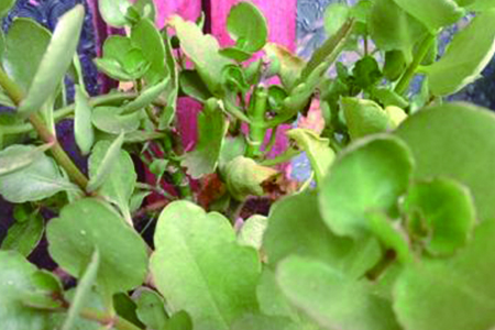 长寿花移栽后，叶子发软变薄解决办法？