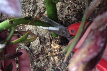 韶羞法师怎么扦插，生长特点是啥？