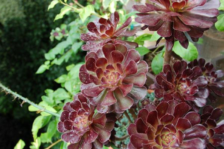 韶羞法师怎么扦插，生长特点是啥？