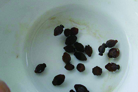 康乃馨种子要泡水吗，几月份播种？