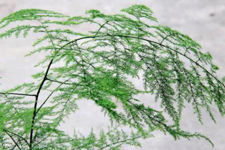 适合家里养的32种花，好养又好看，必需需要养一盆！