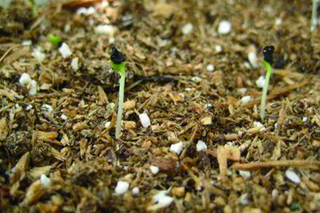 康乃馨种子要泡水吗，几月份播种？