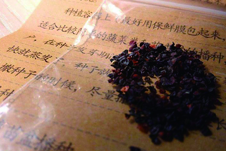 康乃馨种子要泡水吗，几月份播种？