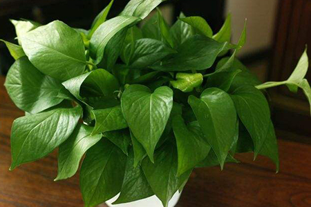 适合家里养的32种花，好养又好看，必需需要养一盆！