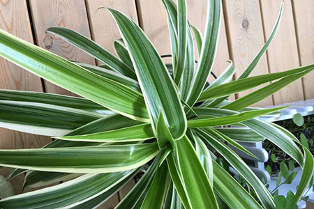 适合家里养的32种花，好养又好看，必需需要养一盆！