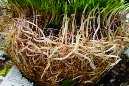 铜钱草几天换一次水，根为什么总是烂掉？