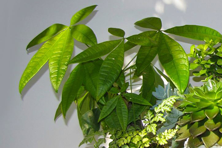 适合家里养的32种花，好养又好看，必需需要养一盆！