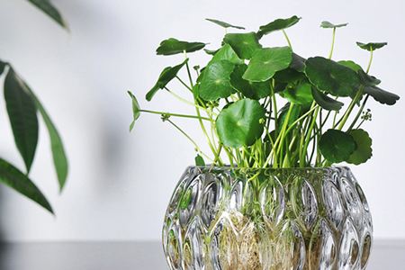 铜钱草几天换一次水，根为什么总是烂掉？