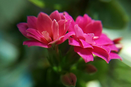 适合家里养的32种花，好养又好看，必需需要养一盆！