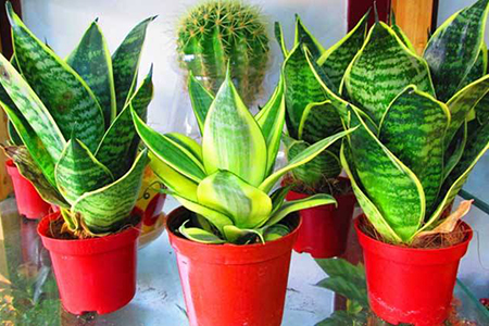 适合家里养的32种花，好养又好看，必需需要养一盆！