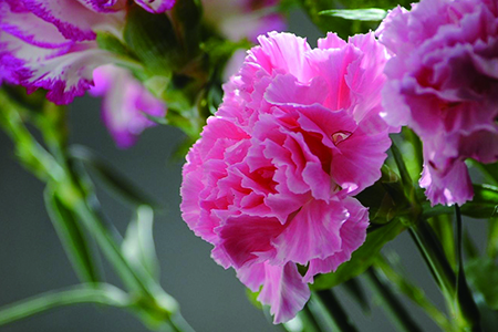 送病人康乃馨多少朵，适合送病人吗？