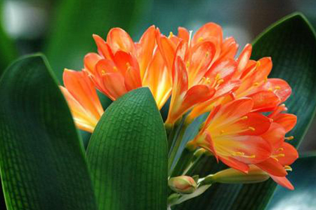 适合家里养的32种花，好养又好看，必需需要养一盆！