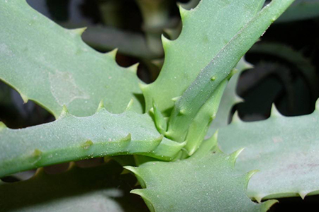 适合家里养的32种花，好养又好看，必需需要养一盆！