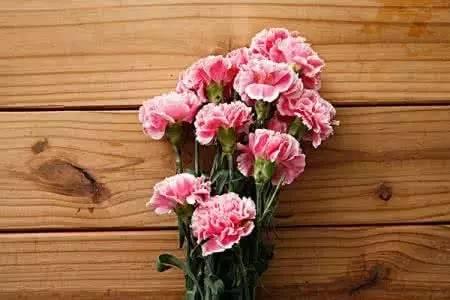 送病人康乃馨多少朵，适合送病人吗？